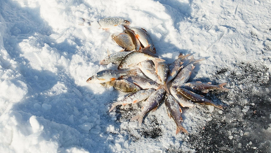 Фото: Андрей Закоморный