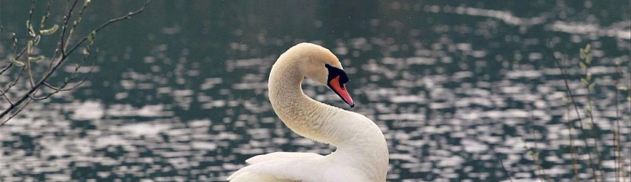 Фото: Белгородский зоопарк