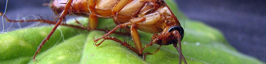 Фото: pixabay.com