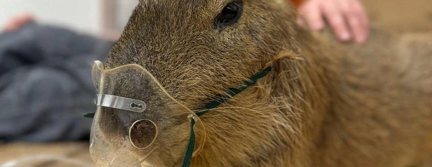 Фото: Белгородский зоопарк