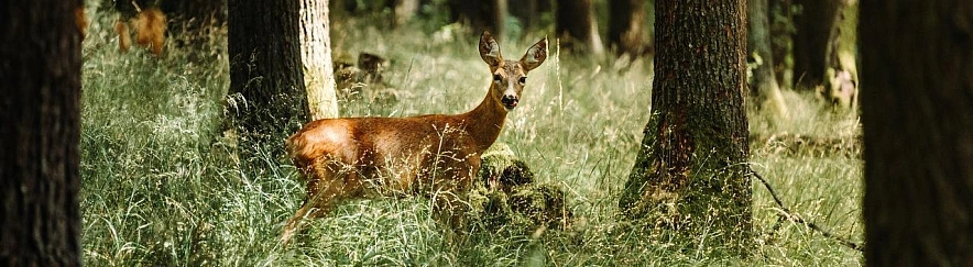 Фото: pixabay.com