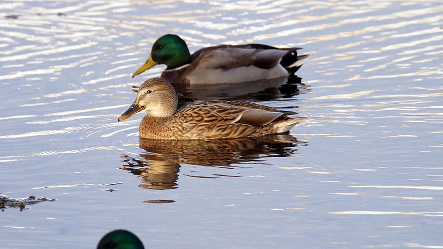Фото: Сергей Егоров 