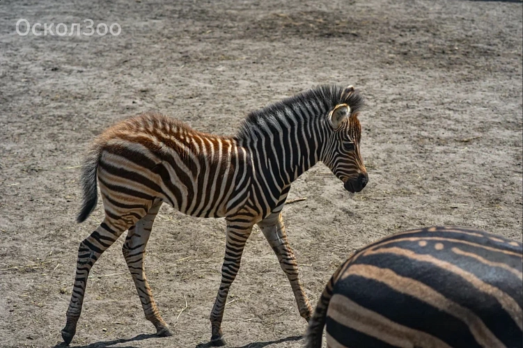 Фото: зоопарк Старого Оскола