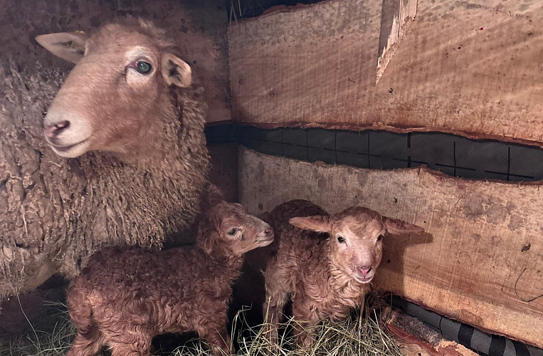 Фото: пресс-служба парка КЛАДовка