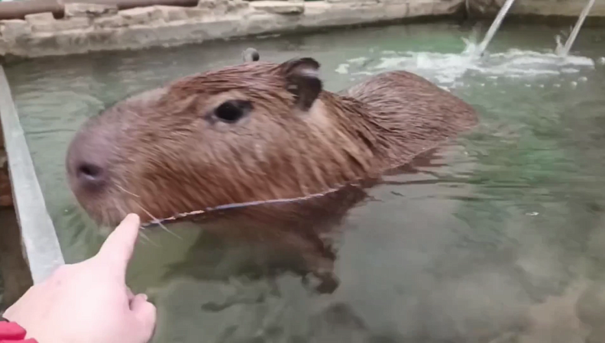 Фото: пресс-служба Белгородского зоопарка