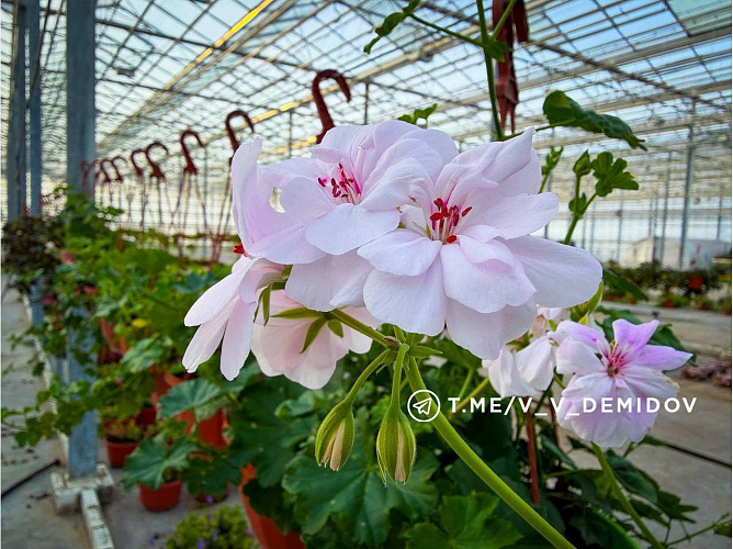 Фото: пресс-служба администрации Белгорода