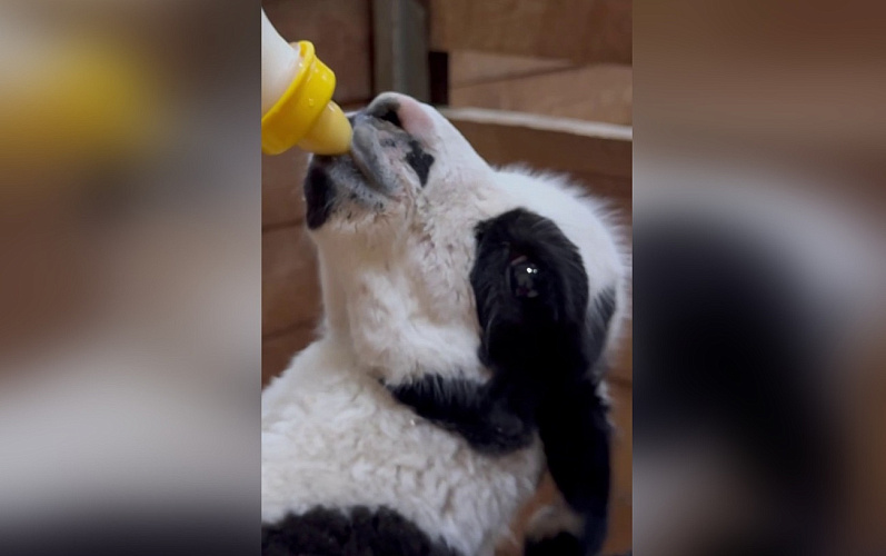 Фото: пресс-служба Белгородского зоопарка