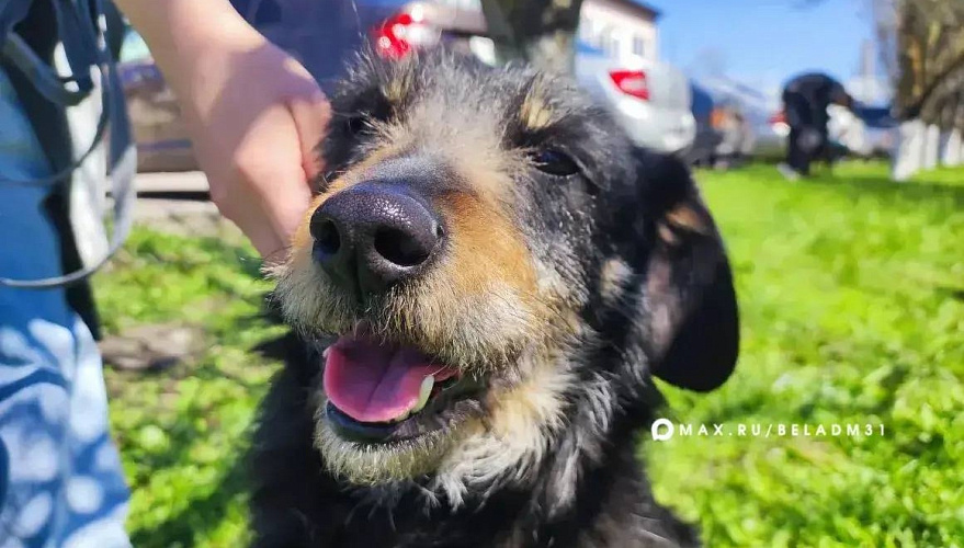 Фото: пресс-служба администрации Белгорода