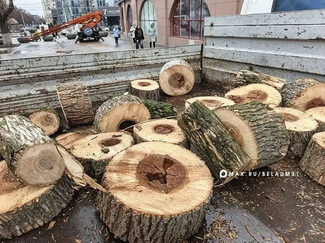 Фото: пресс-служба администрации Белгорода