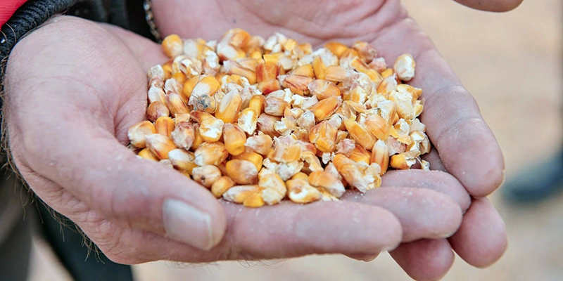 Фото: пресс-служба Мираторга