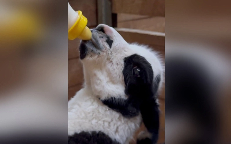 Фото: пресс-служба Белгородского зоопарка