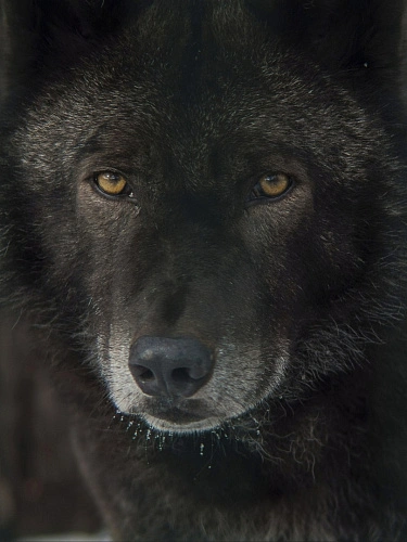 Фото: белгородский зоопарк