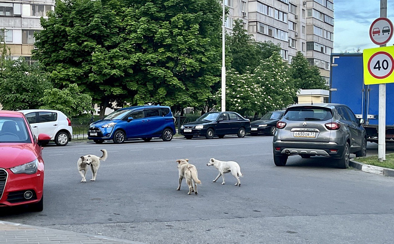 Фото: Анна Григор